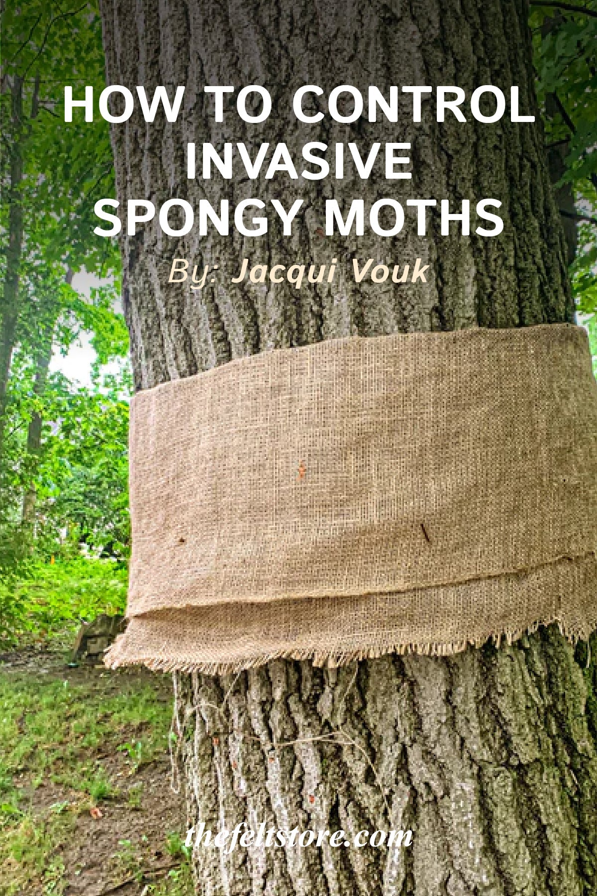 How to Control Invasive Spongy Moths (formerly known as Gypsy Moths) by Wrapping Your Trees with Burlap