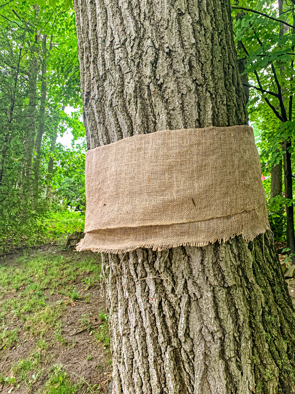 How to Control Invasive Spongy Moths by Wrapping Your Trees with Burlap